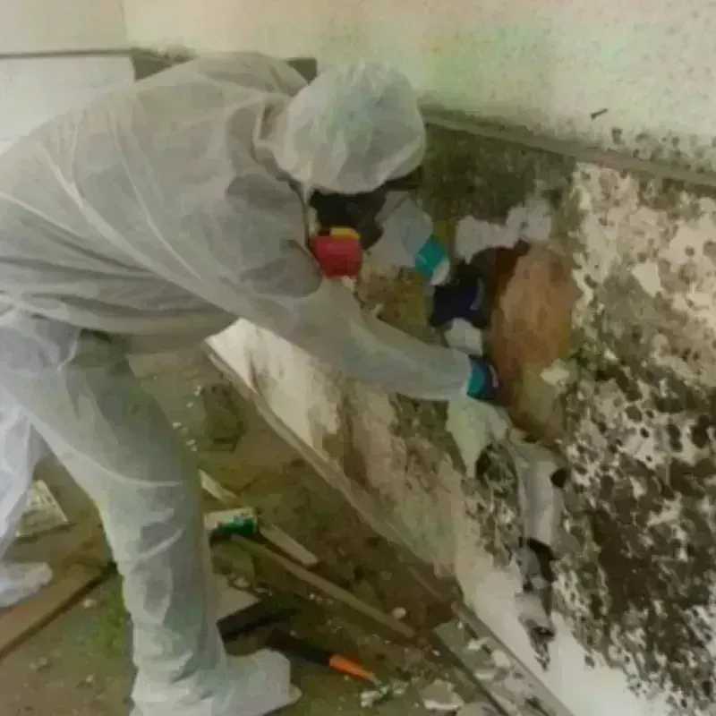 Mold Remediation and Removal in Bastrop, TX